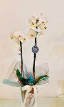 Load image into Gallery viewer, Orchid in Vase - Ambient Flores

