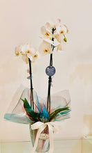 Load image into Gallery viewer, Orchid in Vase - Ambient Flores