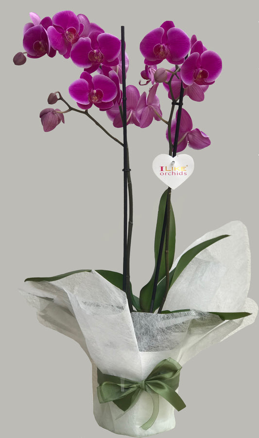 Orchid in Vase - Ambient Flores