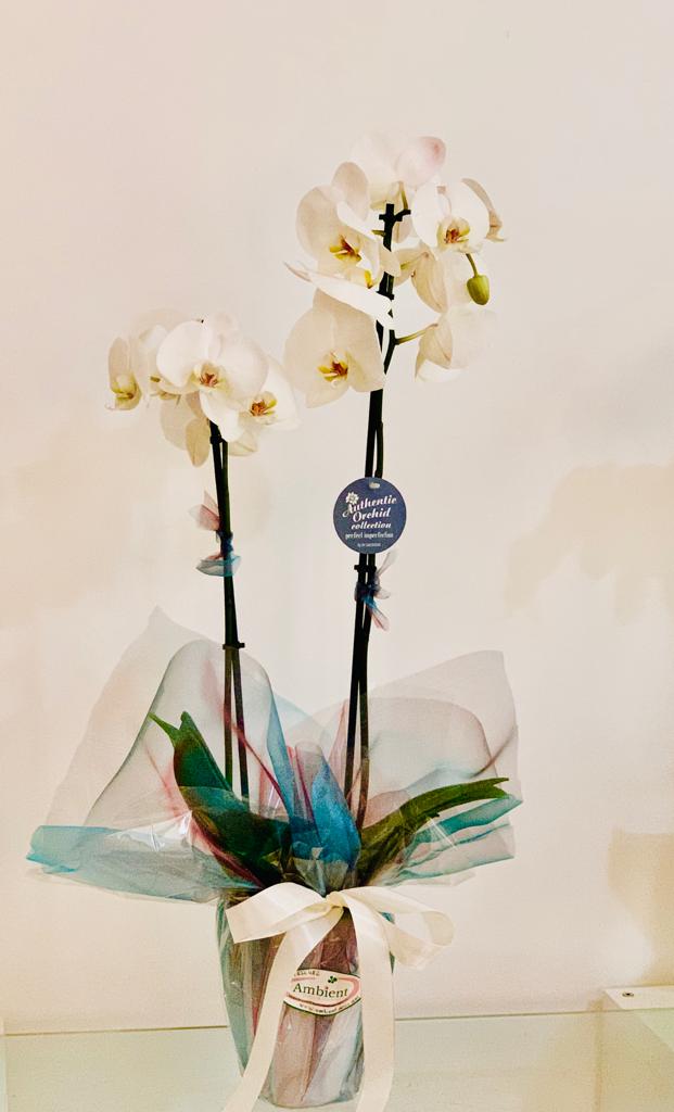 Orchid in Vase - Ambient Flores