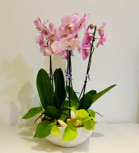 Orchid arrangement in vase - Ambient Flores