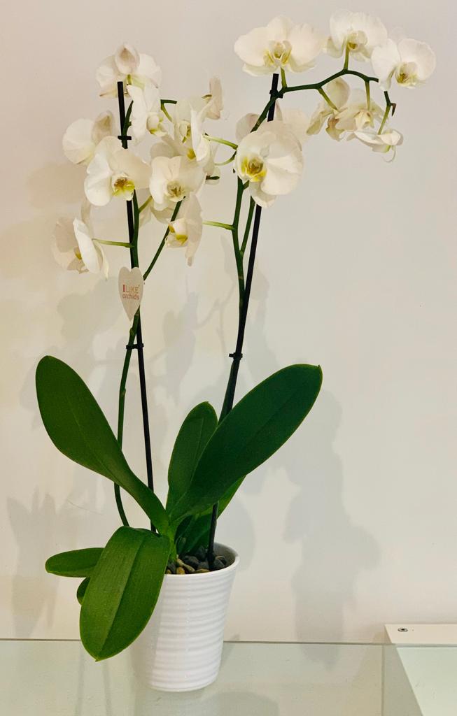 Orchid in Vase - Ambient Flores