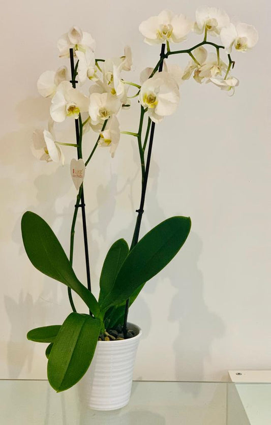 Orchid in Vase - Ambient Flores